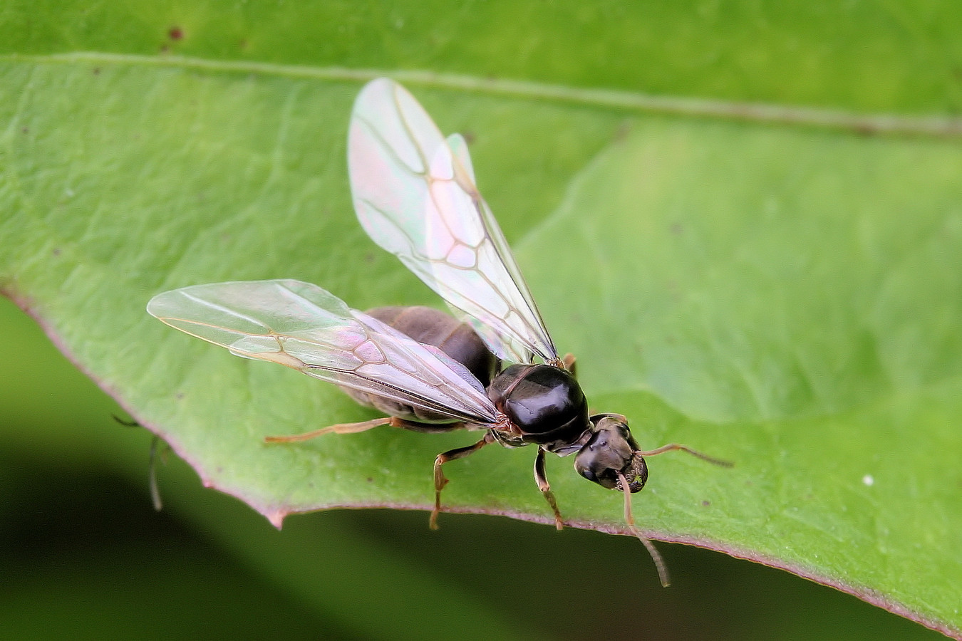 Overal vliegende mieren in de lucht, dit is waarom Foto gelderlander.nl