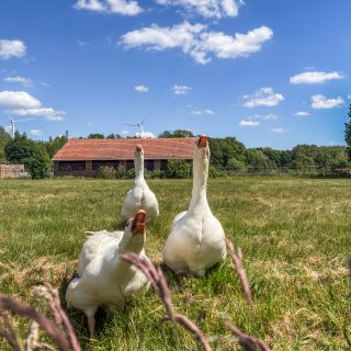 Vanaf komende week kan afgeschoten ganzenvlees naar koelingen in Noord-Holland