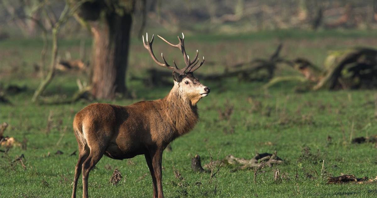 Geen bewijs dat boswachter na aanrijding afgeschoten edelhert aan poelier wilde verkopen; ‘DNA-match niet heel sterk’.