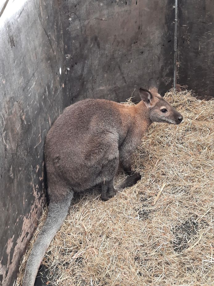 De wallaby werd gevangen in een tuin in de Meerbeekstraat in Erps-Kwerps.