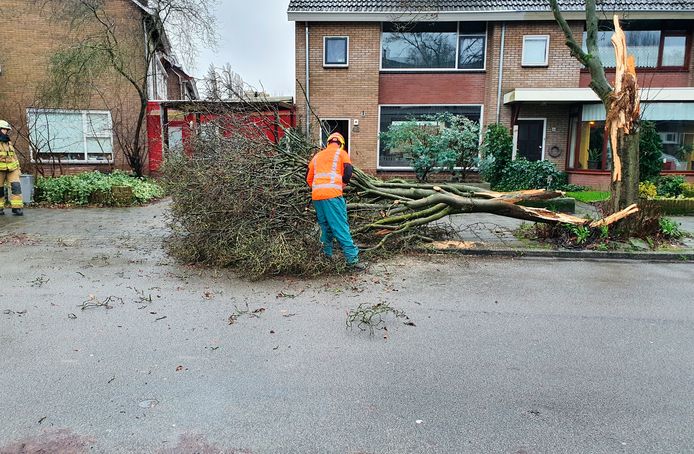 De brandweer zaagt een boom in stukken op de Alberdingk Thijmlaan in Harderwijk.
