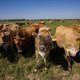 Opinie: Gezonde landbouw kan niet zonder  gezonde veehouderij