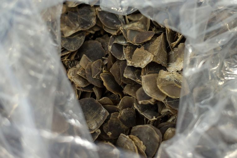 De schubben van de pangolin worden veelal gebruikt voor traditionele medicijnen. Beeld Epa