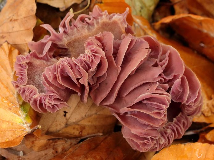 ‘Het is een paddenstoel in verval, maar het had ook een amethyst kunnen zijn. Gewoon in het Sterrenbos.’