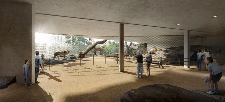 Impression of the new lion enclosure, seen from the visitor's passage.  Image Artist
