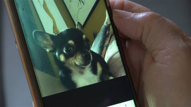 Chihuahua meegenomen en gedood door roofvogel: ‘Mijn hondje schreeuwde en gilde’