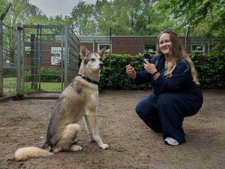 Honden en katten veroveren harten via TikTok: telefoon dierentehuis Den Bosch staat roodgloeiend