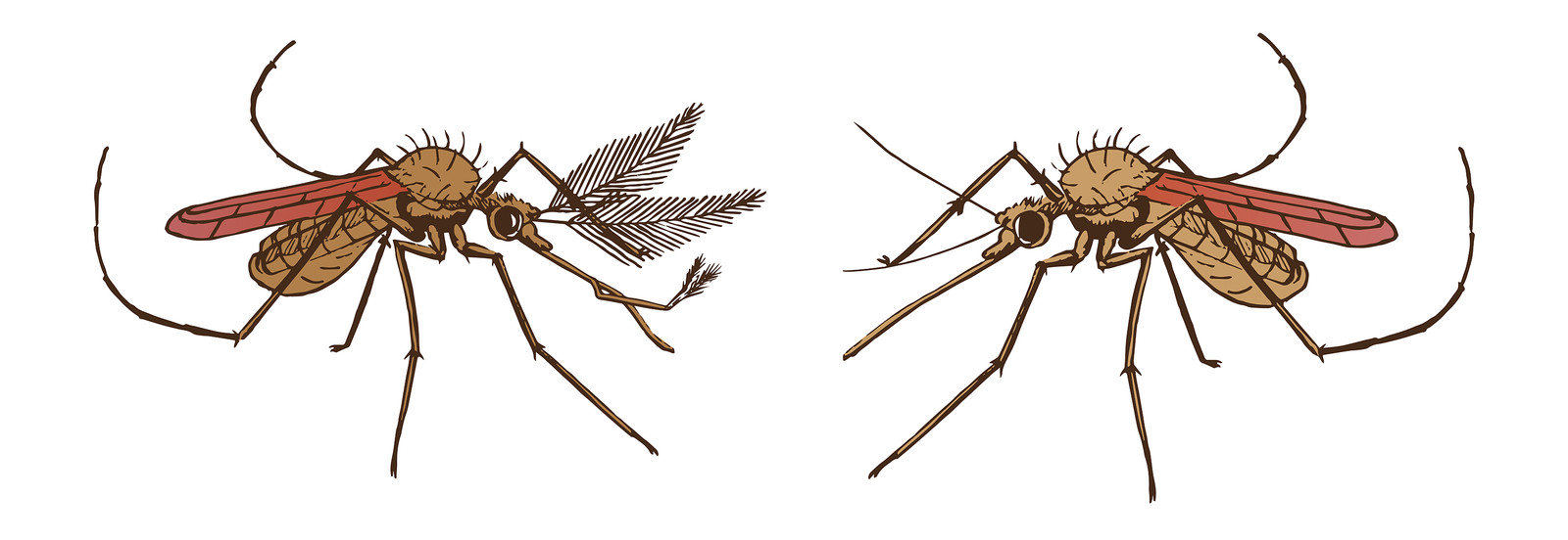 Комаров погуляет. Как отличить самку комара от самца. Как отличить самца и самку комаров. Комар самка или самец. Комар малярийный самка или самец.