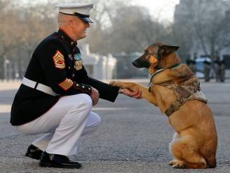 Hond verloor poot bij militaire operatie in Afghanistan. Nu krijgt Lucca hoogste onderscheiding