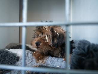 Politie redt hond in Sint-Laureins die in erbarmelijke omstandigheden leeft: “Geen aandacht en opgesloten in kennel”