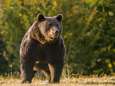 Man uit Alaska overleeft dubbele beet in het hoofd door bruine beer 