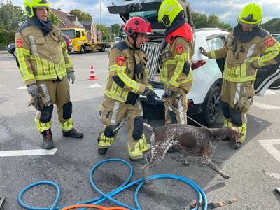 Brandweer redt hond uit gesloten kofferbak na botsing in Hank: ‘Gelukkig bleef het beestje ongedeerd