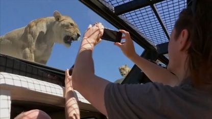 VIDEO: Zoo draait rollen om en stopt mensen in kooien tussen de leeuwen