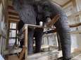 Opgezette olifant en giraf na drie jaar terug in Afrikamuseum in Tervuren