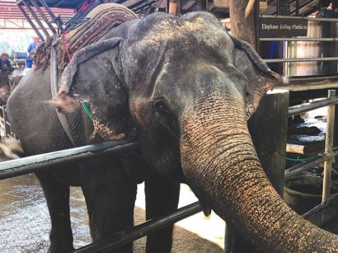 Vastgeketend aan korte kettingen en in onhygiënische omstandigheden: olifantenleed in Thailand fors gestegen