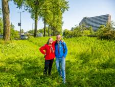 Monumentale bomen moeten gekapt worden: ‘Maar door hoe we dat doen blijft de bomenrij intact’