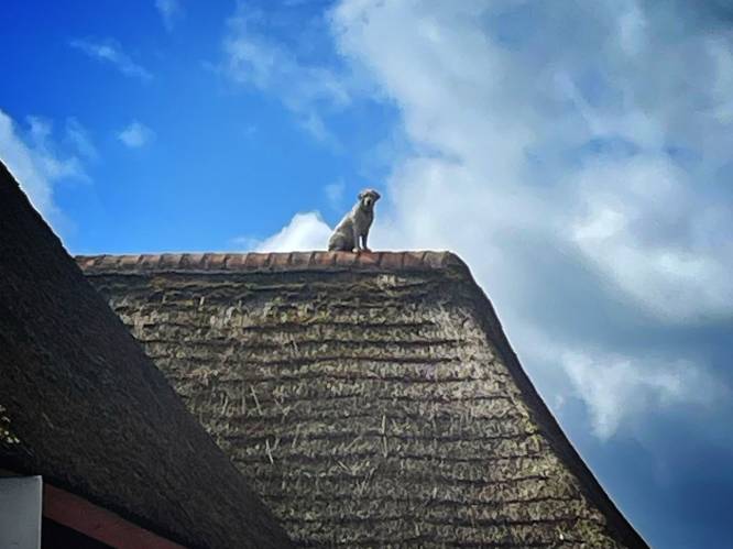 Hond op dak van huis in Vorden: ‘Hij vond het wel een leuk avontuurtje’ 