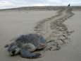 Meer dan 100 bedreigde zeeschildpadden sterven op Mexicaans strand