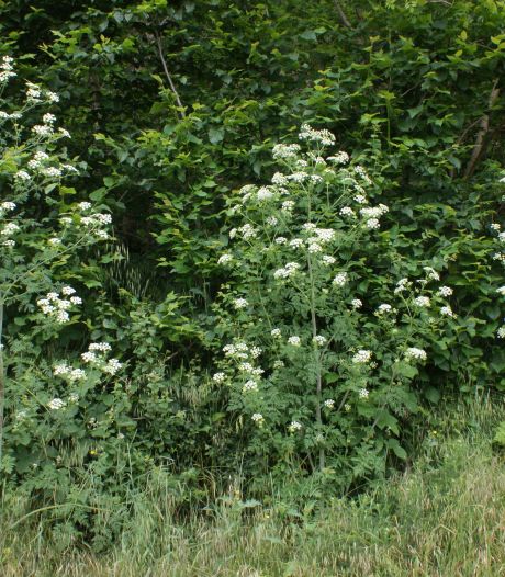 De gevlekte scheerling komt eraan langs de A12, vanuit het westen
