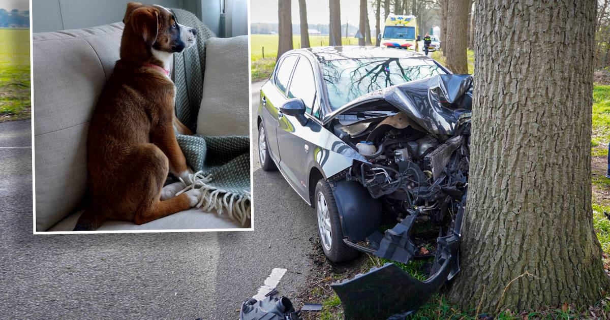 Drama in Almen: Annemareyn verliest bij ongeluk haar ongeboren kindje en haar hondje.