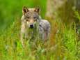 Dode wolf gevonden op snelweg net over grens met Limburg