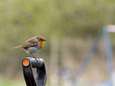 Natuurpunt rekent op u om dit weekend de vogels in uw tuin te tellen