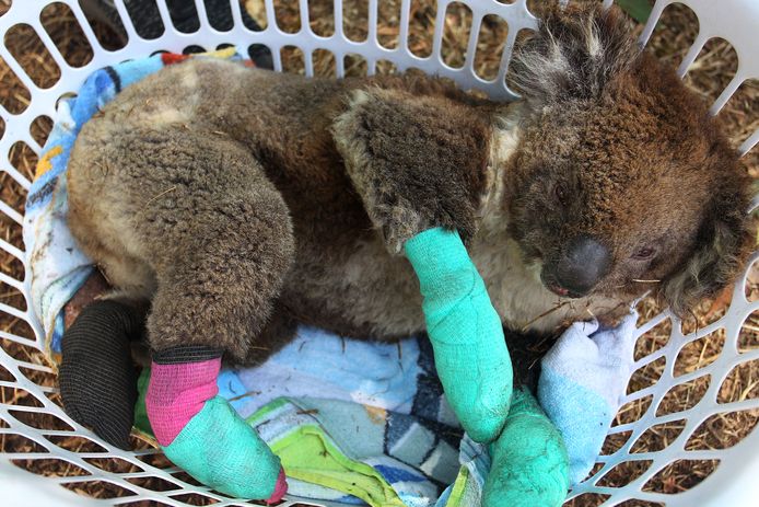 Een gewonde koala op Kangaroo Island komt bij in een wasmand.