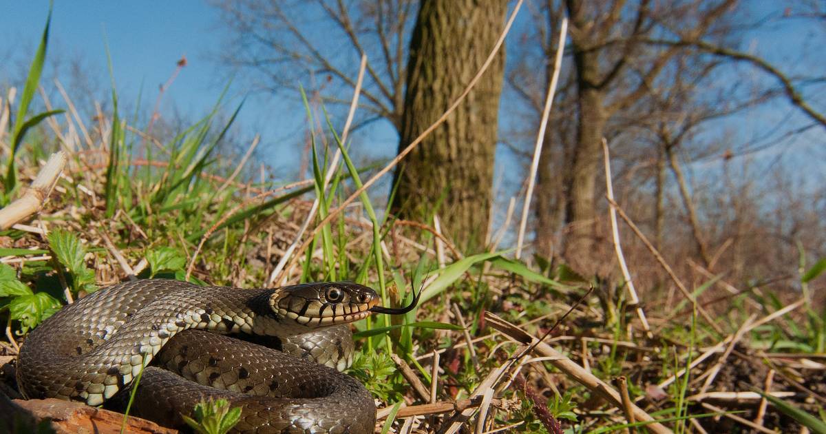 Zorgen over toename ringslangen in de Krimpenerwaard: ‘Ik vind het enge beesten’