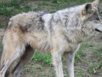 Wolf doodde afgelopen maand vijf schapen in Lierop en Maarheeze, maar november was ‘dodelijker’