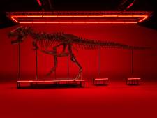 Un tyrannosaure rex va être vendu aux enchères en Suisse, une première en Europe