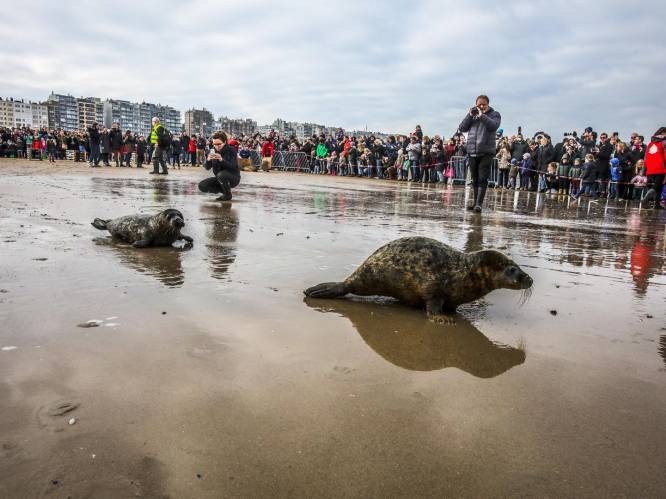 Vijf zeehondenpups weer veilig naar zee