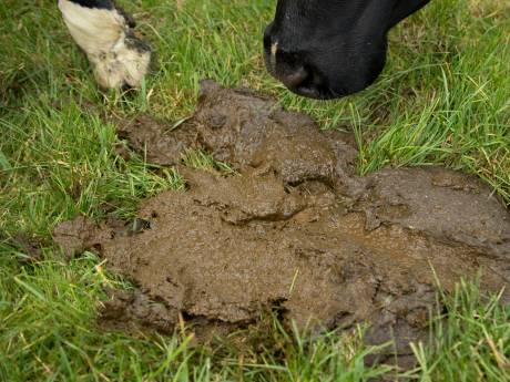 Boeren protesteren weer in Brussel: Nederland telt te veel koeienvlaaien
