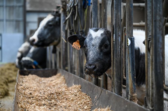 Bloed van koeien en varkens blijkt vervuild met minuscule stukjes plastic.