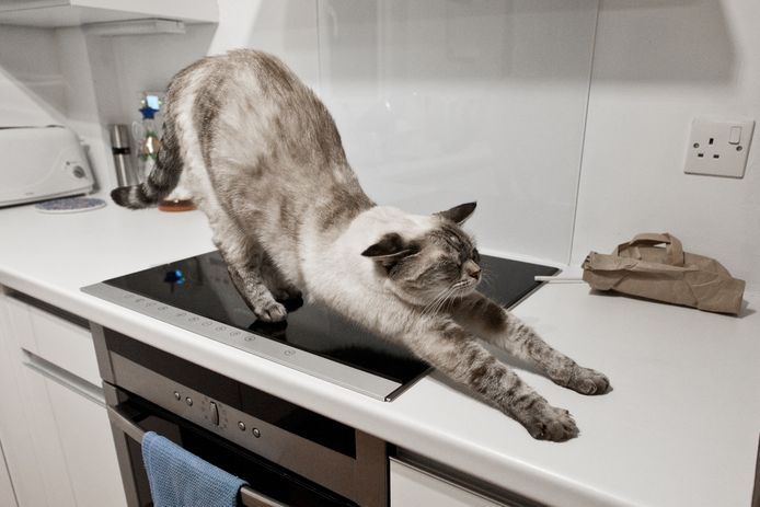 Beeld ter illustratie, kat op kookplaat.