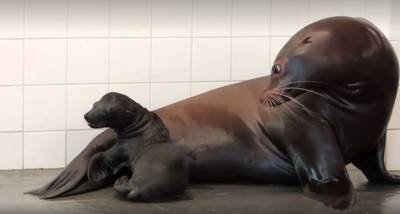 Zeeleeuw geboren in Ouwehands Dierenpark