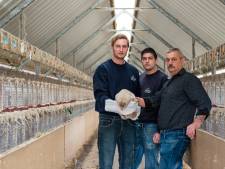 Toekomst voor de laatste nertsenfokkerijen uitzichtloos: ‘Veertig jaar voor niets gewerkt’