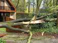 In de Generaal Naessens de Loncinlaan in Sint-Michiels is maandagnamiddag een boom omgewaaid.