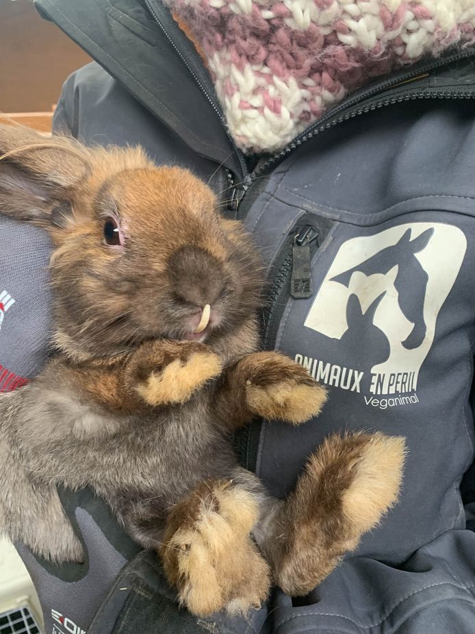 Saisie de 241 lapins et cobayes dans un élevage illégal en région namuroise.