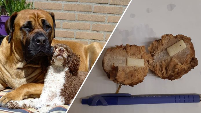 uit wat je hond eet in bos! Vergiftiging kan nare gevolgen hebben | Regio | destentor.nl