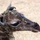 Verdrietig: pasgeboren giraffe in dierentuin Artis is overleden