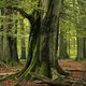 De authentieke Bospoepersboom van Retie