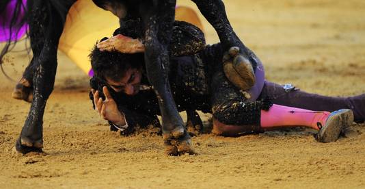De machteloze toreader probeert wanhopig zijn hoofd te beschermen.
