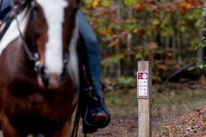 Foto van paardrijden in natuurgebied De Kempen. Op het paaltje is het nieuwe bordje voor ruiterroutes zichtbaar.