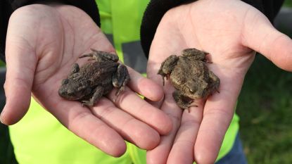 Late lente zorgt voor piek in paddentrek 