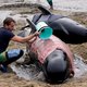 Nieuw-Zeelanders proberen gestrande walvissen terug in zee te duwen