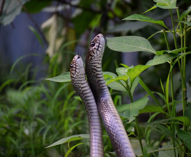 Twee slangen in een verstrengeling. Of vrouwtjes ook genieten van de seksuele daad, moet nog onderzocht worden.  Beeld Getty Images/EyeEm