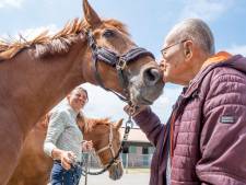 ‘Opa Paard’ Klaas Christiaanse (bijna 95) leeft nog steeds voor zijn merries; 'Zij gaan voor alles’