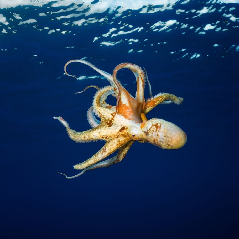 De octopus heeft 'zelfdenkende' armen, omdat hij, naast een centraal brein in de kop, ook acht kleinere breintjes in de tentakels heeft.