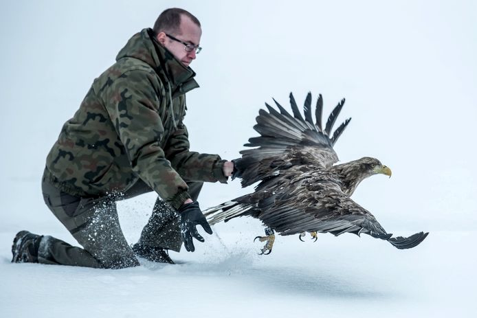Een medewerker van de vogelopvang in het Poolse Lublin laat een wit-staart arend vrij. Vorige week werden twee arenden gered nadat de beesten bleken te zijn vergiftigd. Foto Wojciech Pacewicz