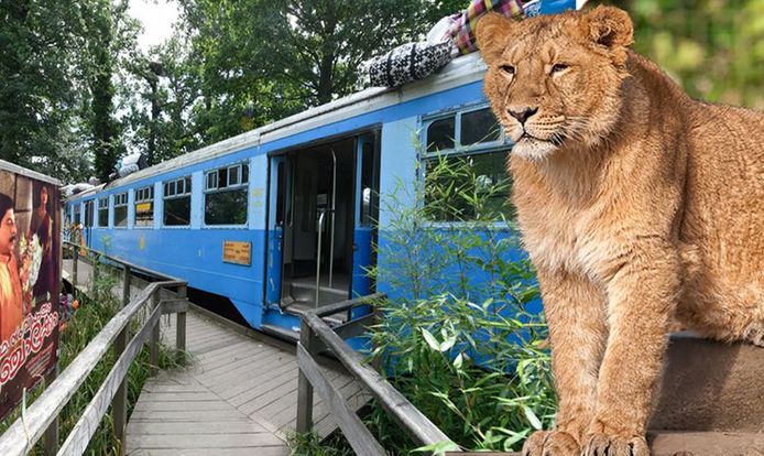 Het treintje waarin de bezoekers zich verschansten en leeuwin Rani.